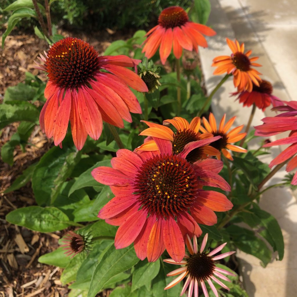 Leach Teaching Gardens | The Gardens at Texas A&M University