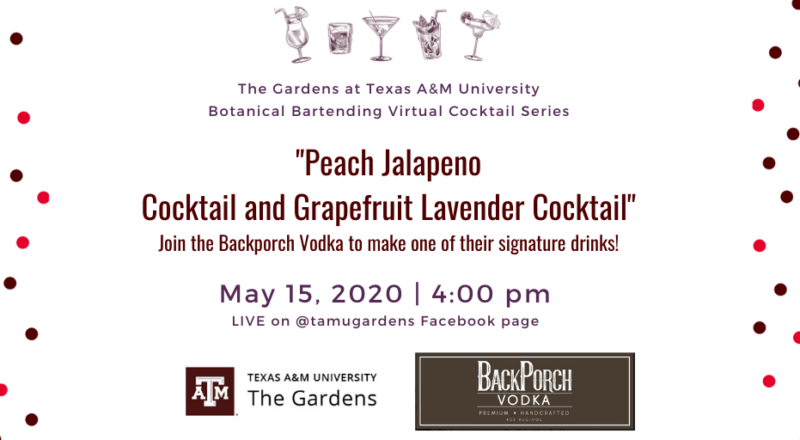Advertisement for The Gardens at Texas A&M University Botanical Bartending Virtual Cocktail Series. Signature drink highlighted: "Peach Jalapeno Cocktail and Grapefruit Lavender Cocktail". Ad includes: "Join the Backporch Vodka to make one of their signature drinks!" Event will be on May 15, 2020 at 4:00 pm Live on @tamugardens Facebook Page.