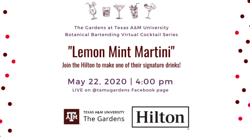 Advertisement for The Gardens at Texas A&M University Botanical Bartending Virtual Cocktail Series. Signature drink highlighted: "Lemon Mint Martini". Ad includes: "Join the Hilton to make one of their signature drinks!" Event will be on May 22, 2020 at 4:00 pm Live on @tamugardens Facebook Page.