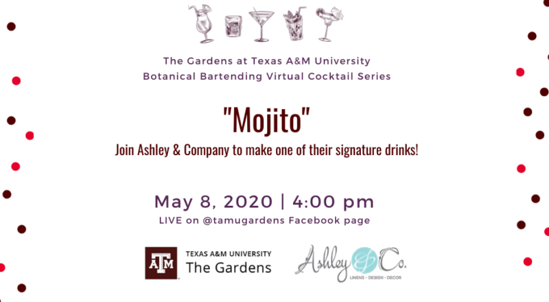Advertisement for The Gardens at Texas A&M University Botanical Bartending Virtual Cocktail Series. Signature drink highlighted: "Mojito". Ad includes: "Join Ashley & Company to make one of their signature drinks!" Event will be on May 8, 2020 at 4:00 pm Live on @tamugardens Facebook Page.