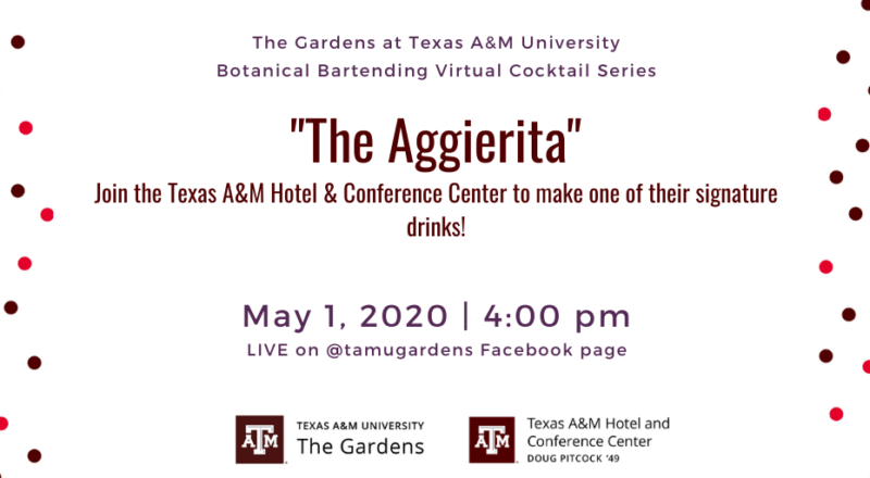 Advertisement for The Gardens at Texas A&M University Botanical Bartending Virtual Cocktail Series. Signature drink highlighted: "The Aggierita". Ad includes: "Join the Texas A&M Hotel and Conference Center to make one of their signature drinks!" Event will be on May 1, 2020 at 4:00 pm Live on @tamugardens Facebook Page.
