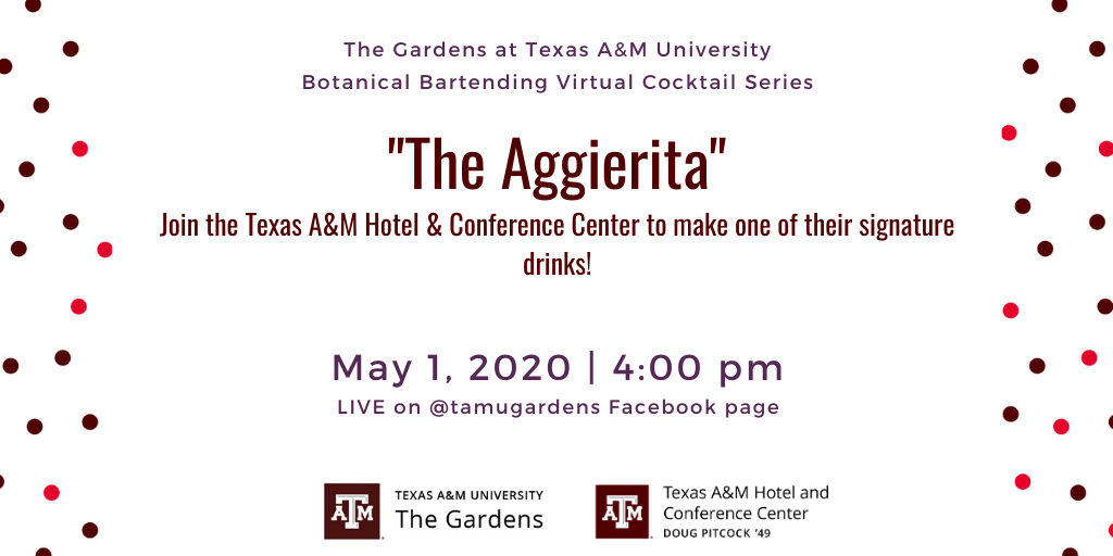 Advertisement for The Gardens at Texas A&M University Botanical Bartending Virtual Cocktail Series. Signature drink highlighted: "The Aggierita". Ad includes: "Join the Texas A&M Hotel and Conference Center to make one of their signature drinks!" Event will be on May 1, 2020 at 4:00 pm Live on @tamugardens Facebook Page.
