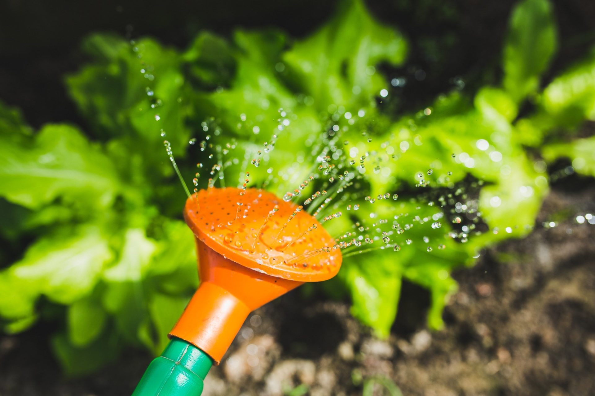 A watering can.