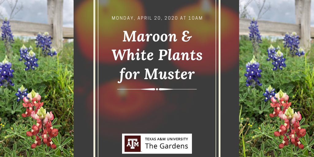 Flyer for Maroon and White Plants for Muster on Monday, April 20, 2020 at 10 AM.