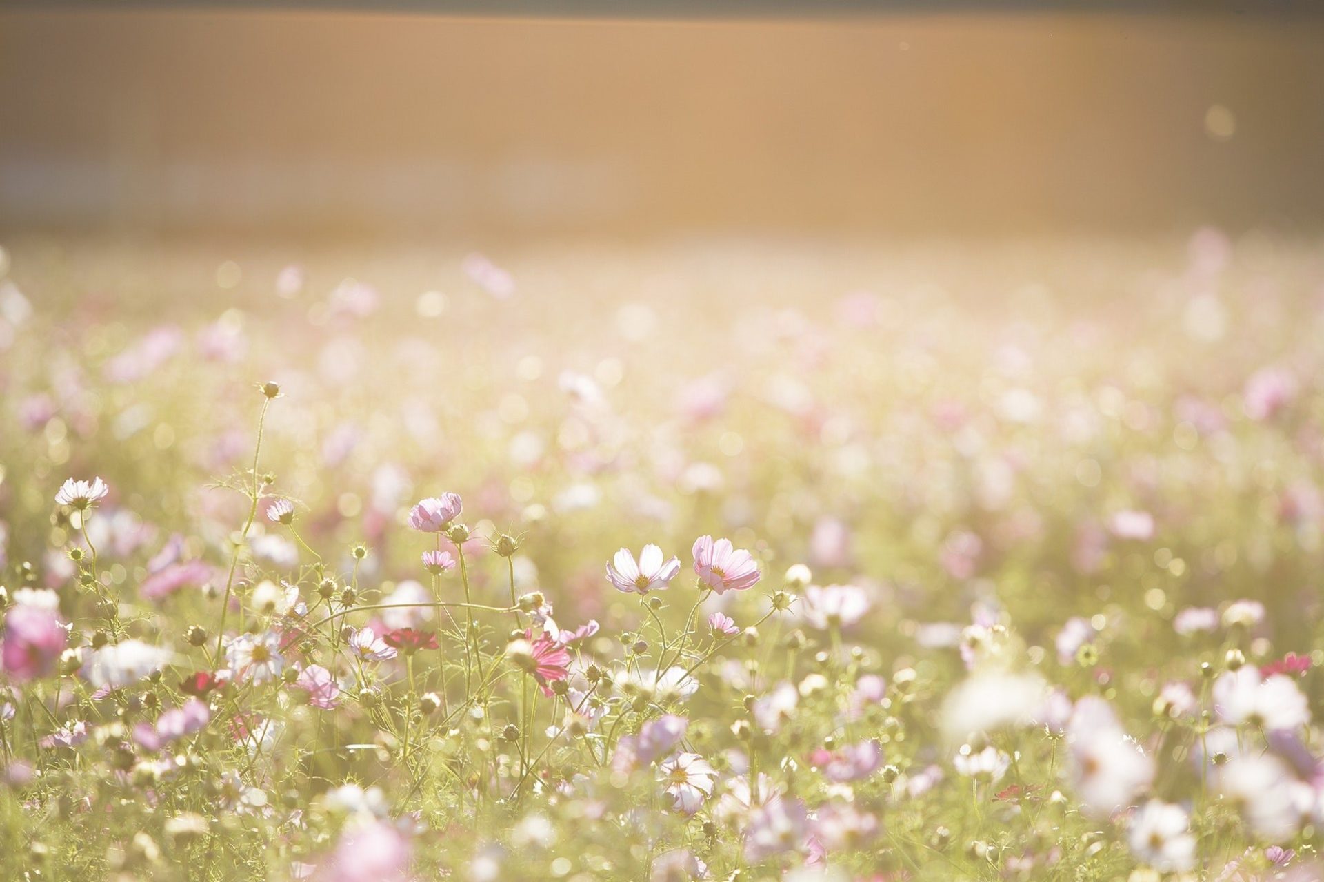 Flowers.