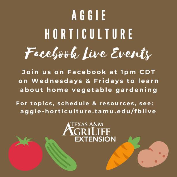 Flyer for Aggie Horticulture Facebook Live Events. "Join us on Facebook at 1 pm CDT on Wednesdays and Fridays to learn about home vegetable gardening. For topics, schedule and resources, see: aggie-horticulture.tamu.edu/fblive" Event sponsored by Texas A&M AgriLife Extension.