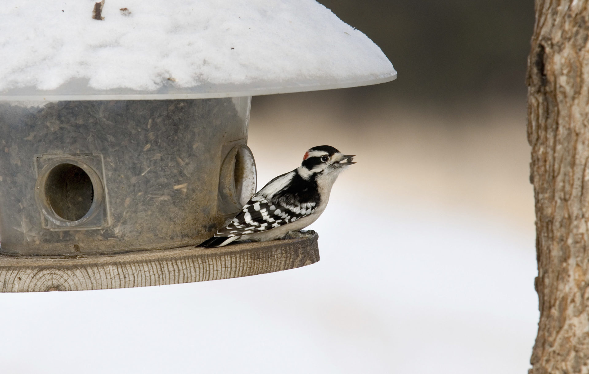 A bird sitting in a bird feeder.