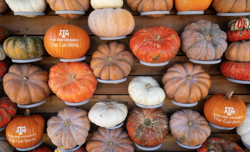 Pumpkin Wall: A wall with various gourds and pumpkins, some have The Gardens logo