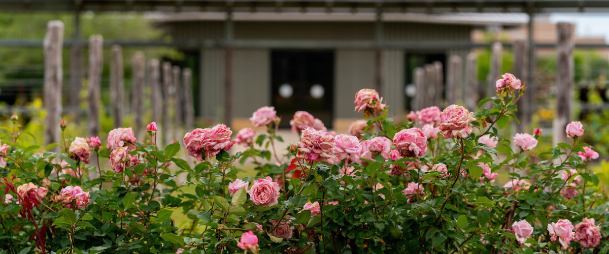 A rose bush in front of the pavilion